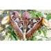 Giant Atlas Moth Attacus atlas dormant WINTER cocoons from Thailand